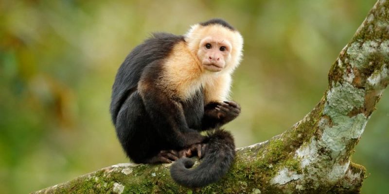 Trágico compartir Departamento Mono (animal) - Información, hábitat, alimentación y características