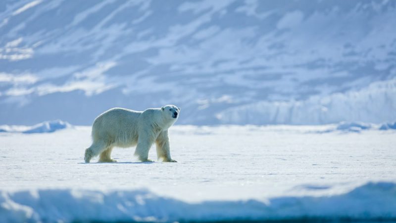 zona adoptar articulo Oso polar (animal) - Información, hábitat y características