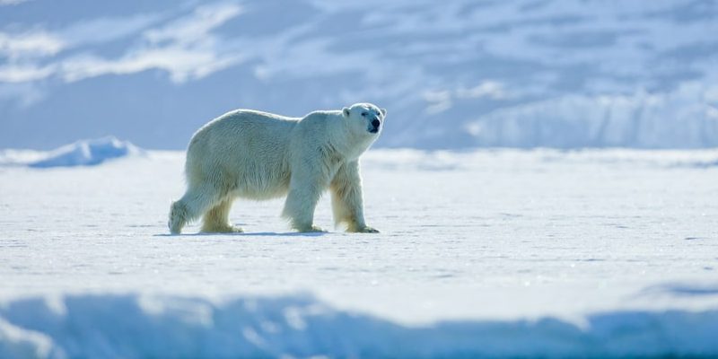 Peregrinación exceso Sí misma Oso polar (animal) - Información, hábitat y características