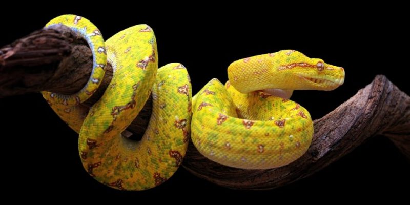 Dólar Dramaturgo levantar Serpiente (animal) - Información, especies venenosas y características