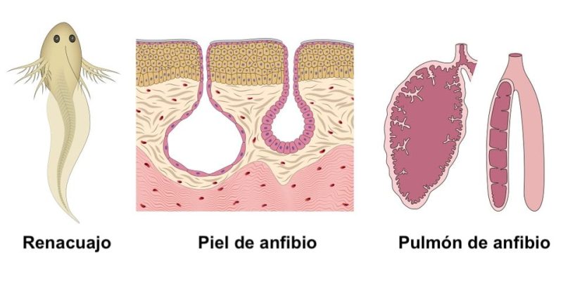 tipos de respiracion externa anfibios