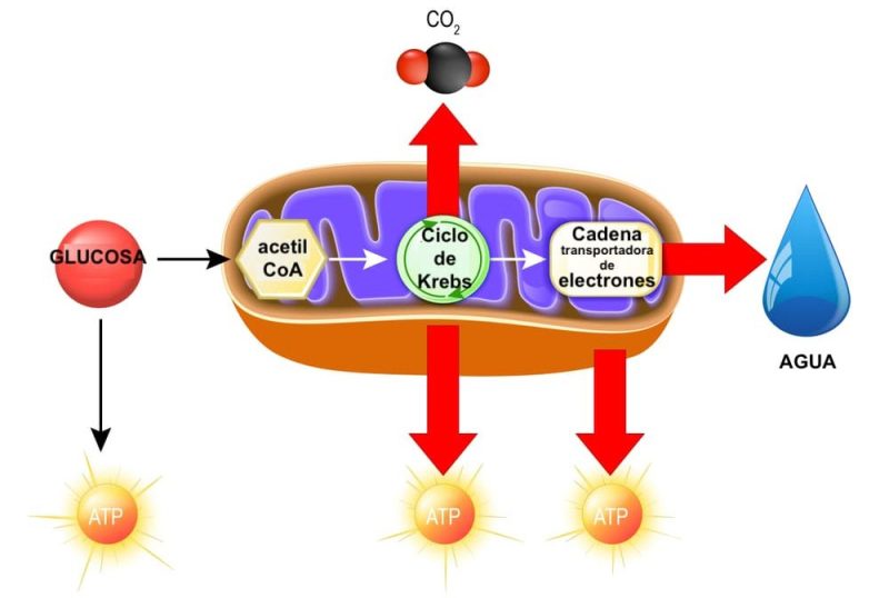 tipos de respiracion interna aerobia