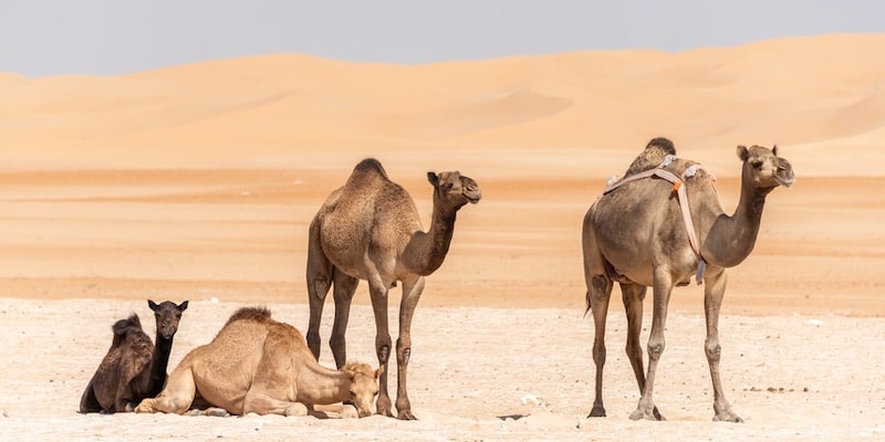 Los camellos pueden sobrevivir en el calor del desierto.