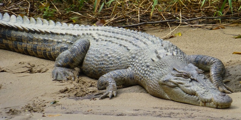 El cocodrilo descansa sobre la arena.