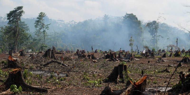 La deforestación deteriora los suelos y el ecosistema.
