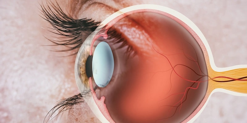 Un ojo es un órgano externo, pero también tiene componentes internos.