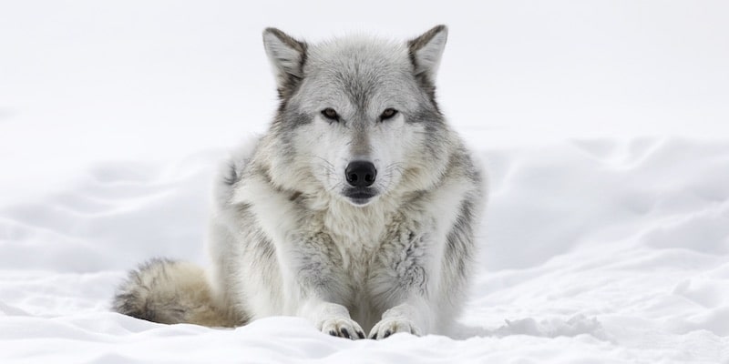 El lobo mantiene su calor rodeado de nieve.