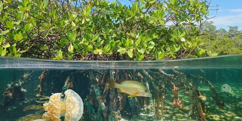 Los peces nadan entre las raíces sumergidas de las plantas en el manglar.