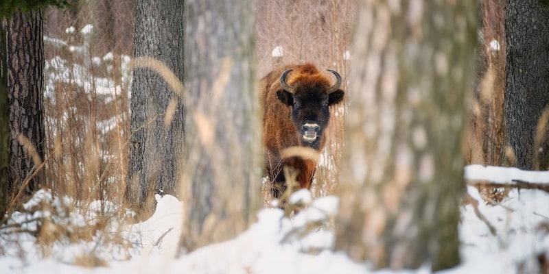 El bisonte camina por el bosque nevado.