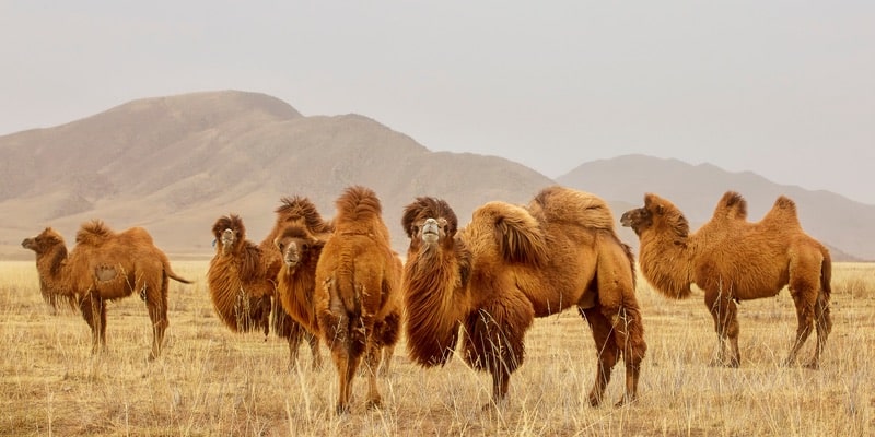 El camello Bactrian es nativo de las estepas de Asia Central