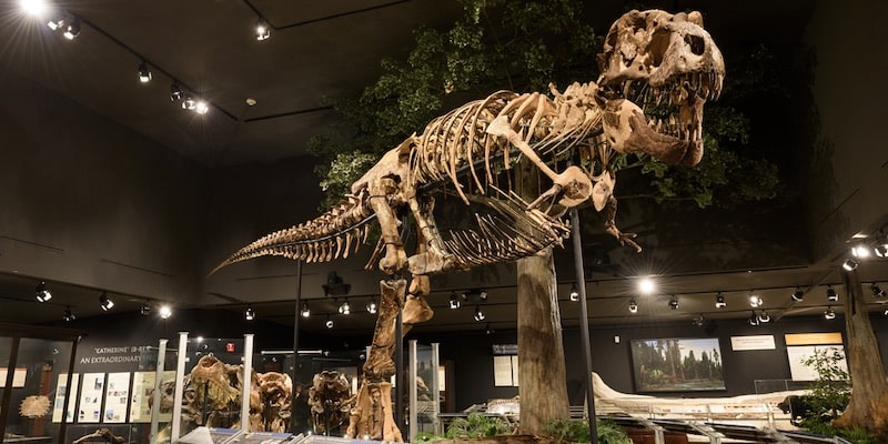 Los restos de un dinosaurio se exhiben en un museo.