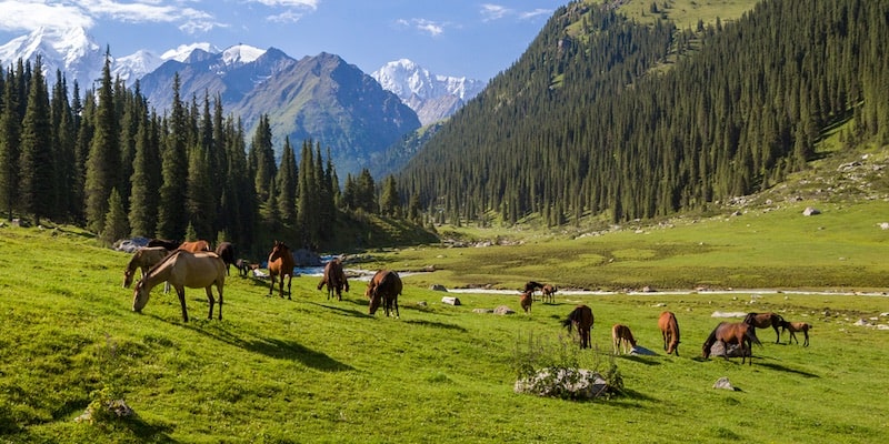 Los caballos pastan en un valle, que es su entorno natural.