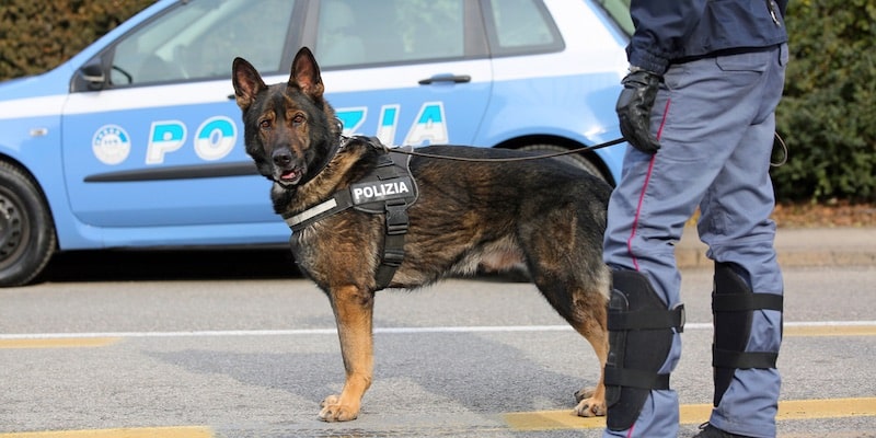 Un perro policía está entrenado para detectar drogas ilegales.