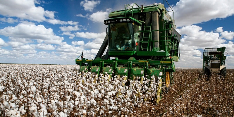 Una máquina cosecha algodón.
