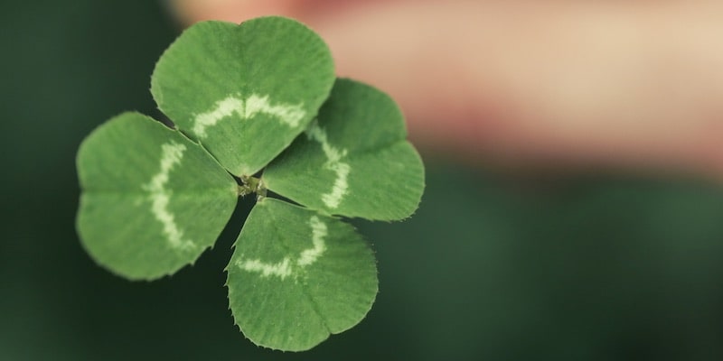 Un trébol de la suerte tiene cuatro hojas.