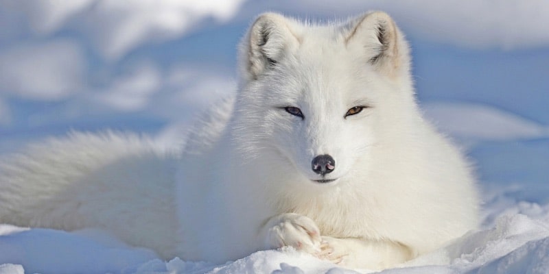 Un zorro blanco se adapta a su entorno nevado.