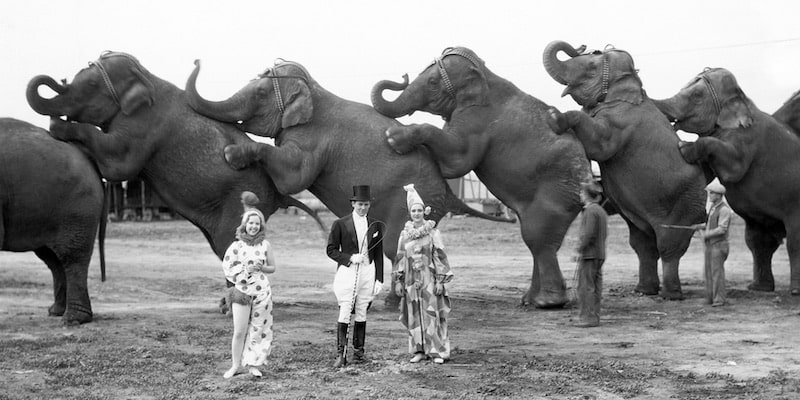 Un antiguo circo muestra las habilidades de los elefantes junto a los artistas.