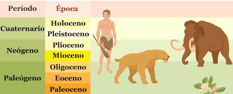 Un diagrama muestra las épocas de la era cenozoica.