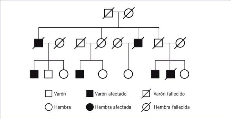 Familiograma Qu Es Caracter Sticas Funci N Y Ejemplos