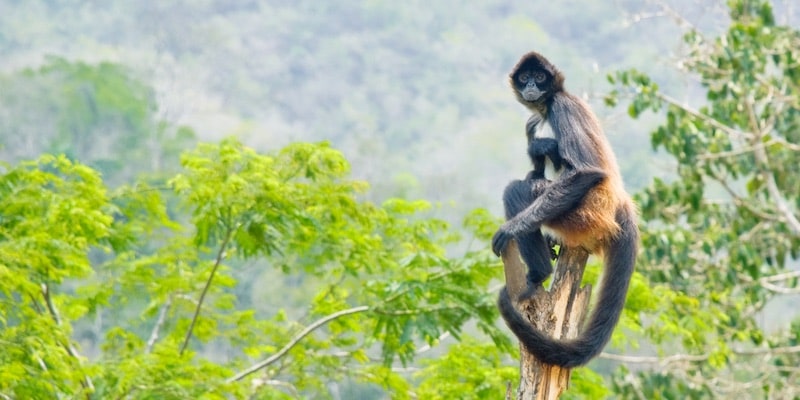 Un mono araña se balancea en lo alto de un árbol en la selva húmeda.