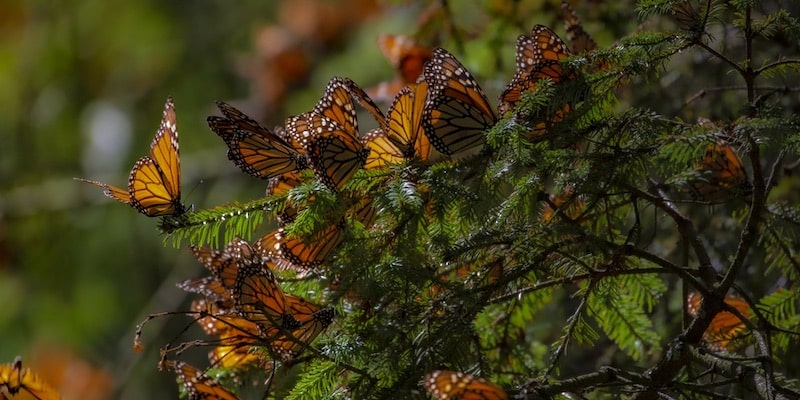 Las mariposas monarcas se posan sobre las ramas del oyamel.