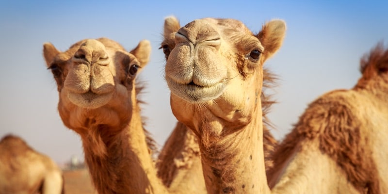 Los camellos son parte de la fauna árabe.
