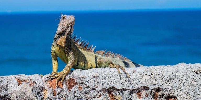 Animales diurnos y nocturnos - Características y ejemplos