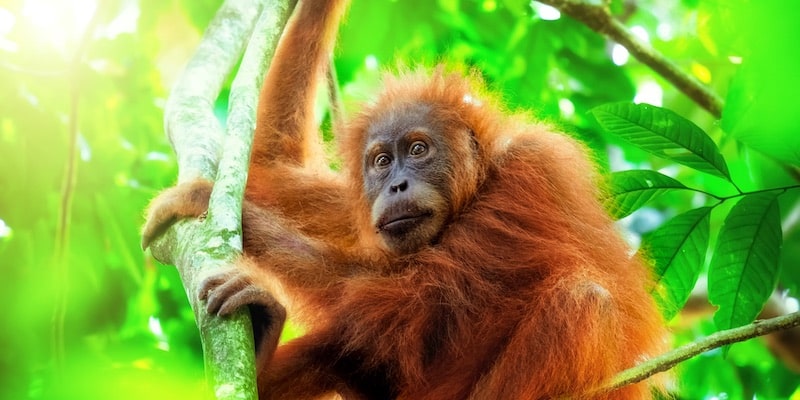 Un bebé orangután está sostenido de una rama.