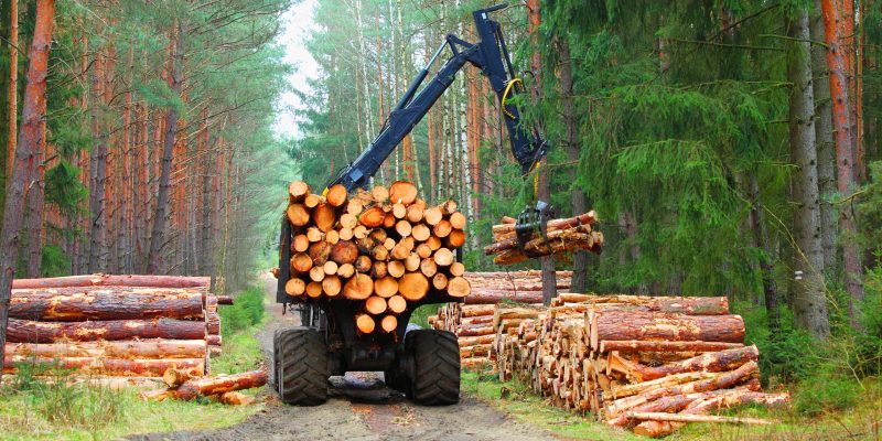 Explotación forestal