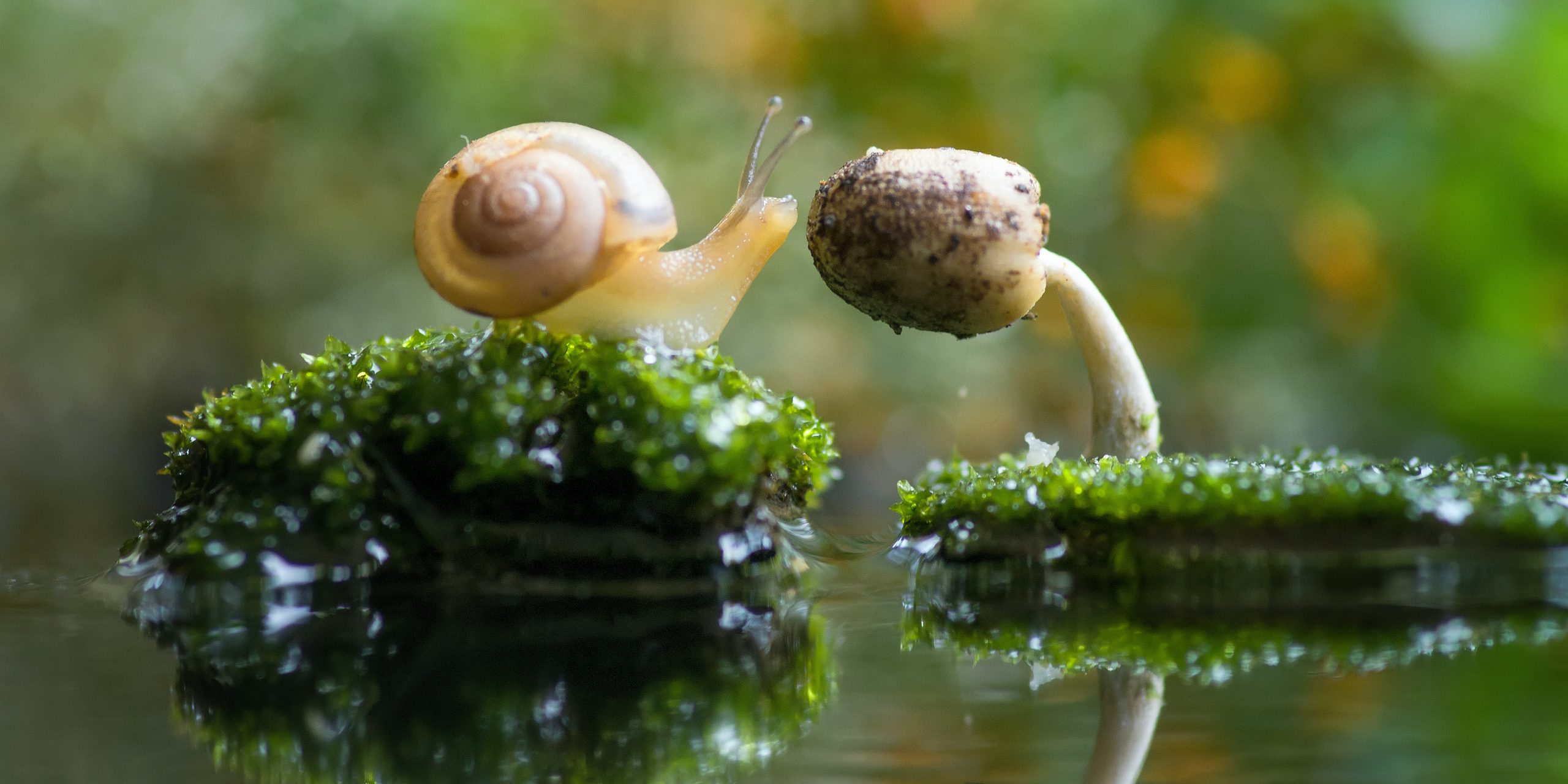 Un caracol se acerca a un hongo