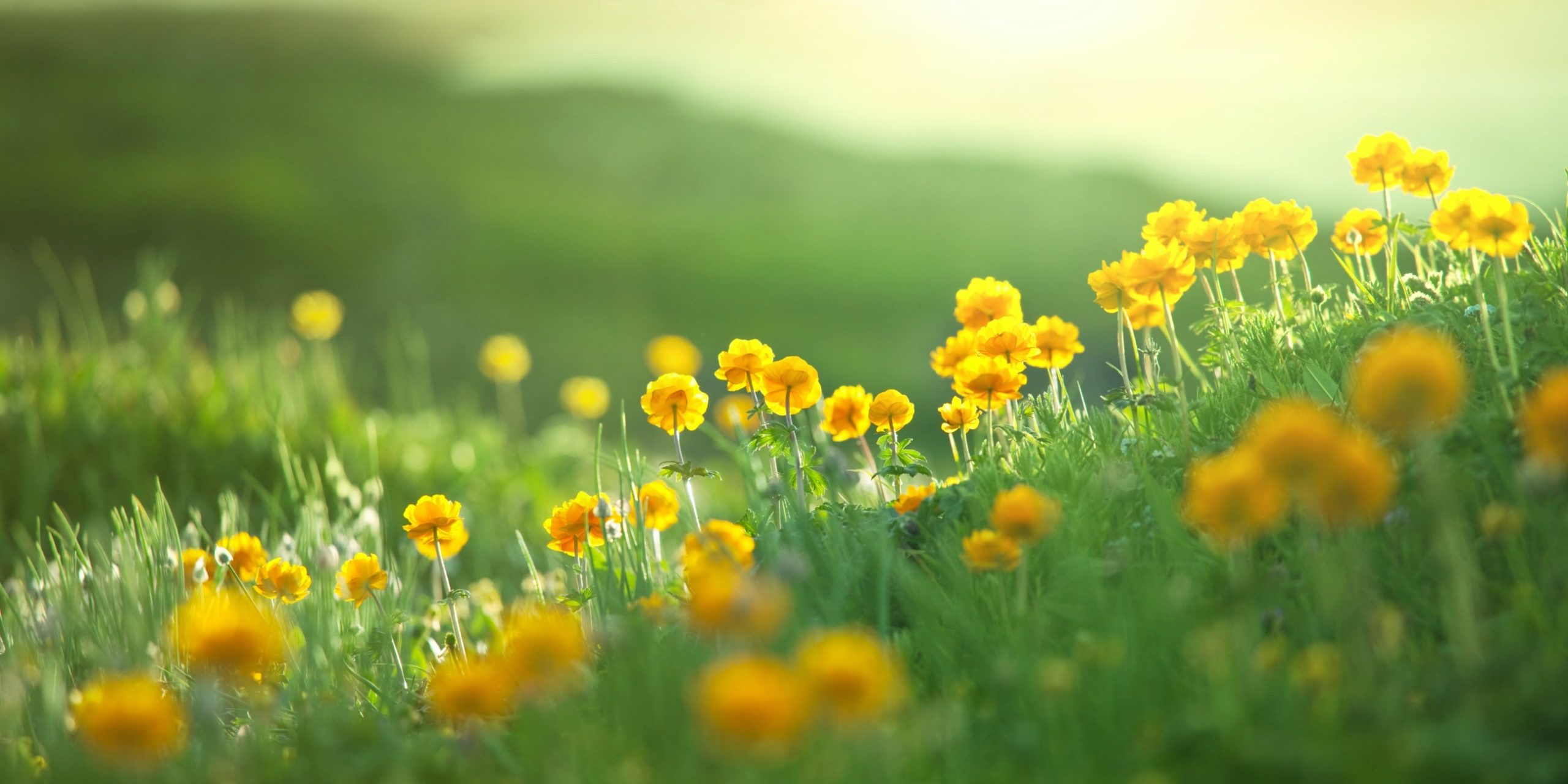 Pradera con flores